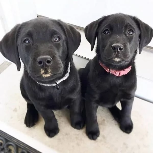 labrador for sale | Foto 4