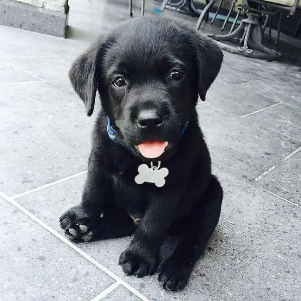 labrador for sale | Foto 3