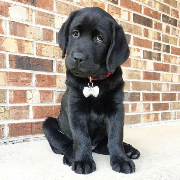labrador for sale | Foto 2