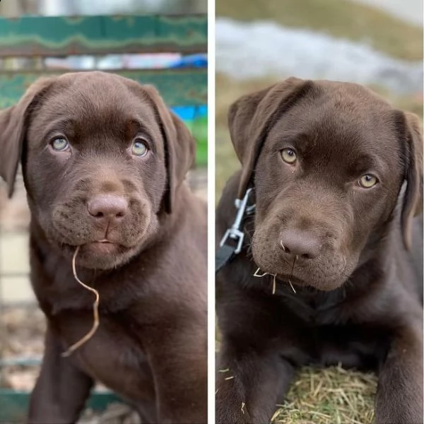 labrador for sale | Foto 1