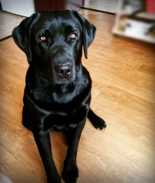 labrador for sale