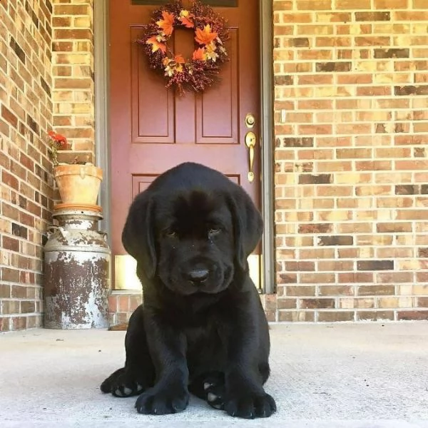 labrador for sale | Foto 0