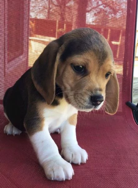 02 cucciolo cute beagle per l'adozione