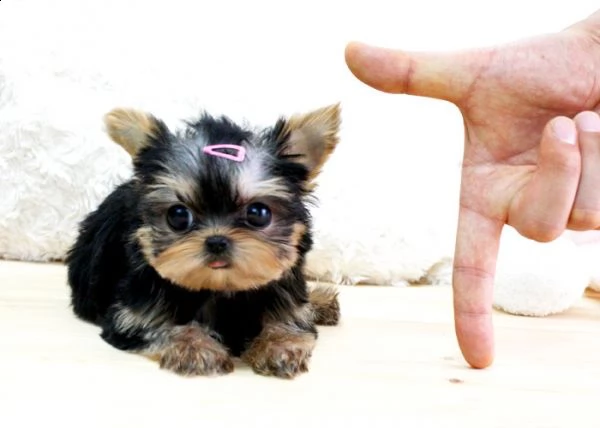  cuccioli adorabili dell'yorkshire terrier per adozione