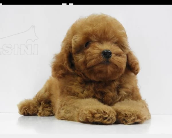 cuccioli di barboncino