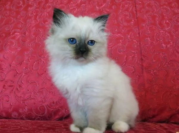 ragdoll con pedigree anfi