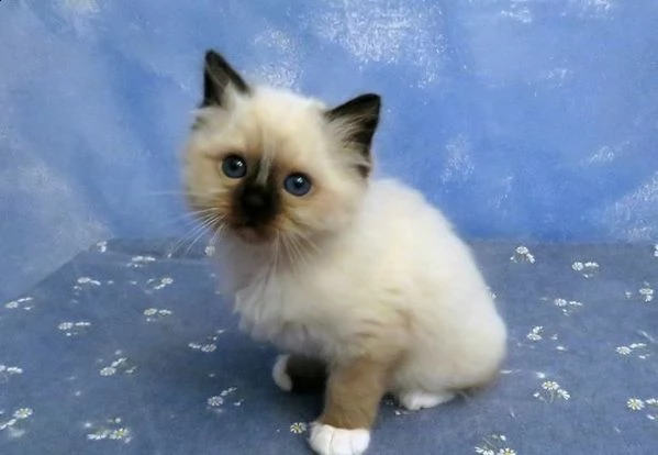 ragdoll con pedigree anfi | Foto 0