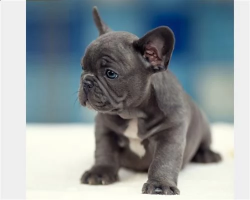 bouledogue francese maschio e femmina total blu