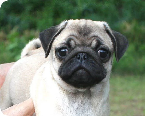 cuccioli di carlino