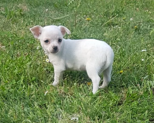 cuccioli di chihuahua 