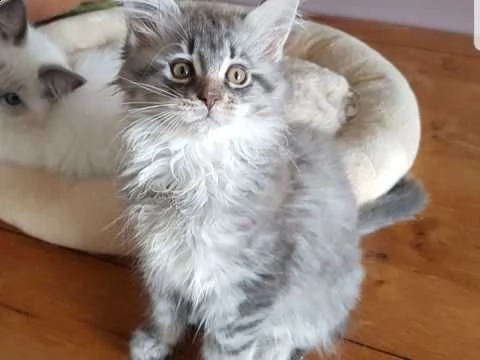 cuccioli maine coon con eccezionale