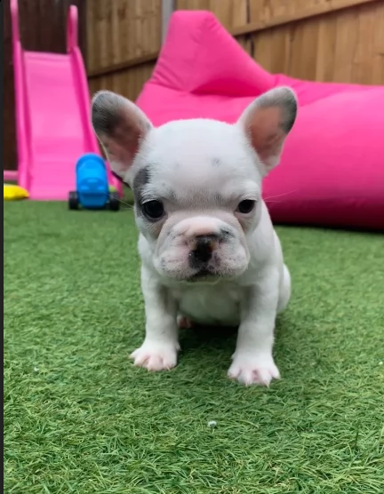 bouledogue francese 2 femmine e 1 maschio  | Foto 1