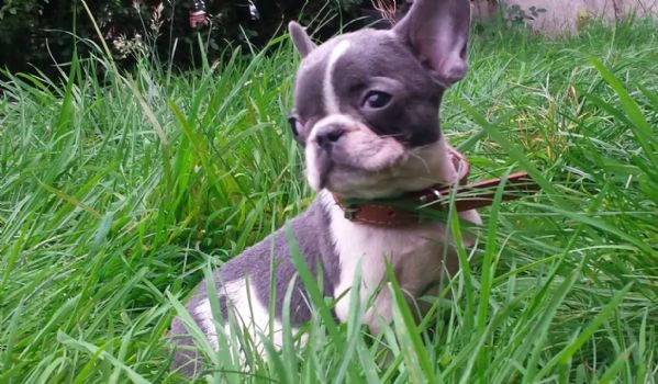 bouledogue francese 2 femmine e 1 maschio  | Foto 0