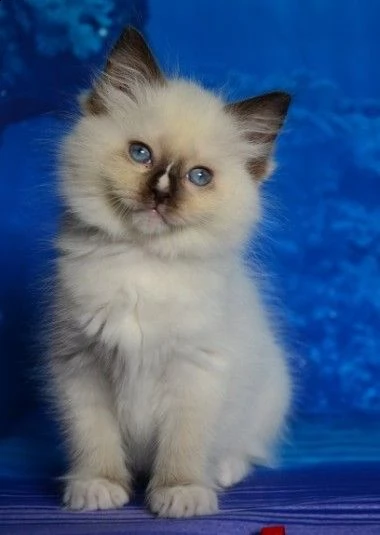ragdoll anfi pedigree di 75gg | Foto 1