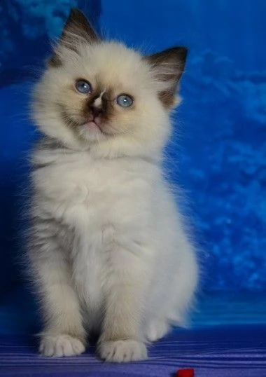 ragdoll anfi pedigree di 75gg