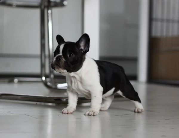 bouledogue francese dolcissima cucciolata, di mesi 3 | Foto 1