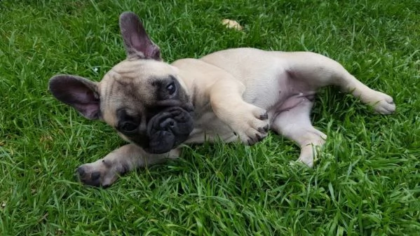 bouledogue francese dolcissima cucciolata, di mesi 3