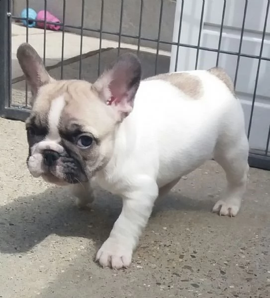 bouledogue francese dolcissima cucciolata, di mesi 3 | Foto 0