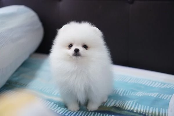 cuccioli di spitz di pomerania