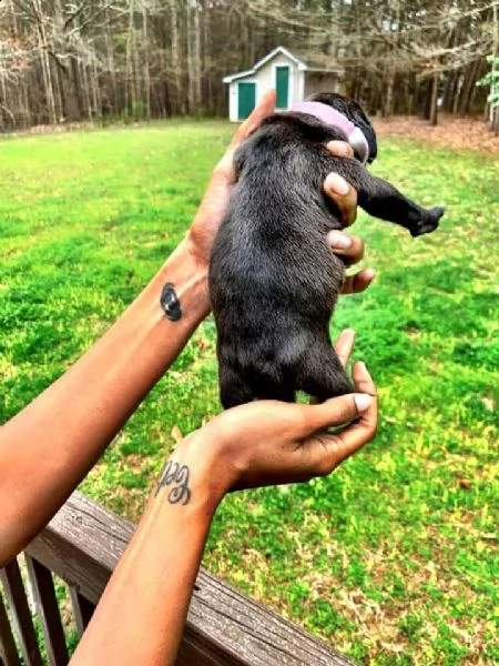 2 cucciolo di pirbull di charme disponibile per l'adozione | Foto 0