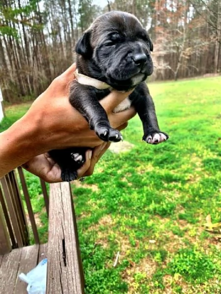 2 cucciolo di pirbull di charme disponibile per l'adozione