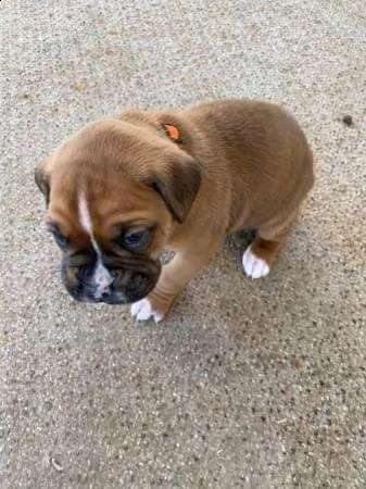 cucciolo adorabile del pugile per l'adozione libera | Foto 0