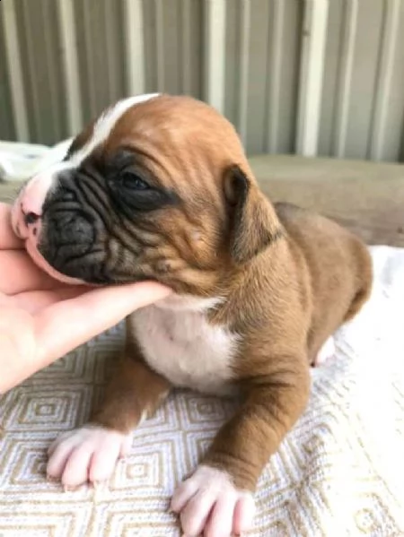cucciolo adorabile del pugile per l'adozione libera
