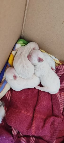 Vendo cuccioli maltese | Foto 6