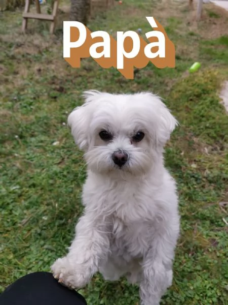 Vendo cuccioli maltese | Foto 5