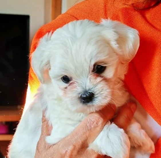 Vendo cuccioli maltese