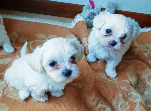 Vendo cuccioli maltese | Foto 3