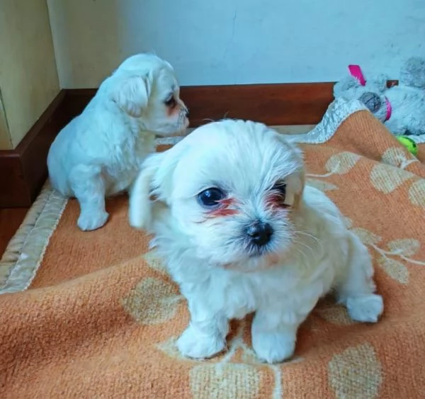 Vendo cuccioli maltese | Foto 2