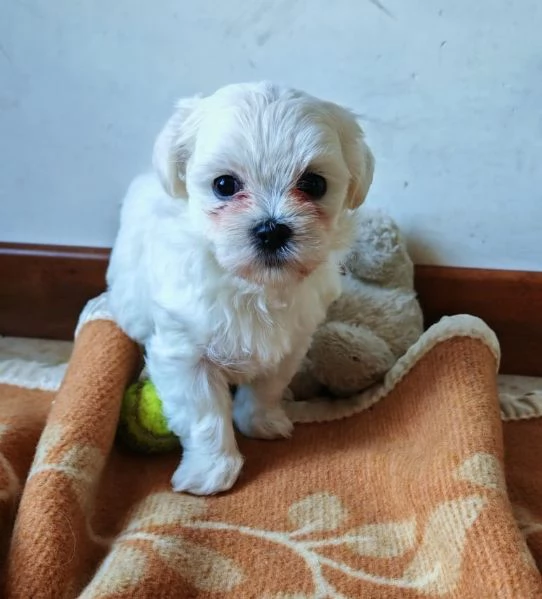 Vendo cuccioli maltese | Foto 0