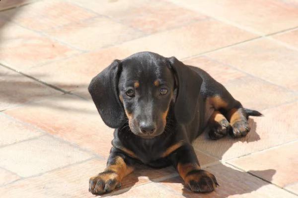 disponibili 3 femminuccie di bassotti nero focato 