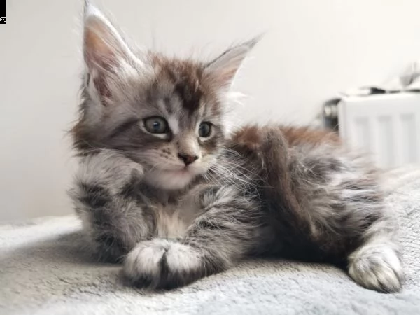 maine coon gattini di 3 mesi anfi pedigree