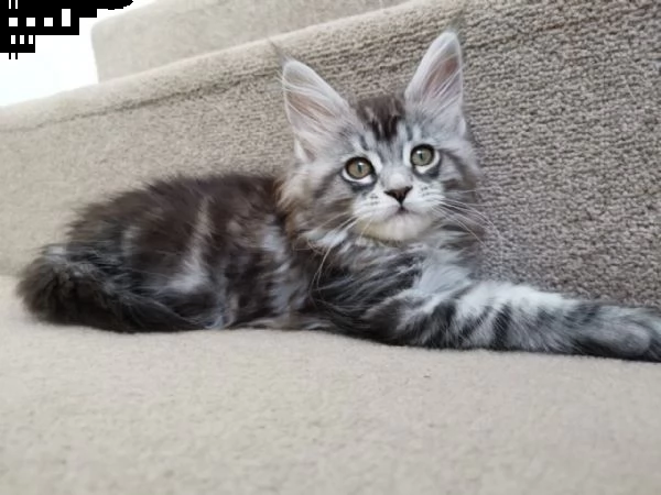 maine coon gattini di 3 mesi anfi pedigree | Foto 0