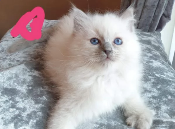 3 mesi gattini ragdoll cuccioli | Foto 5