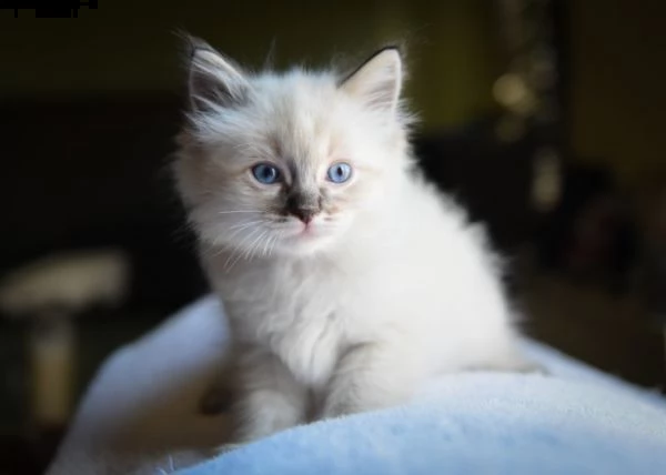 3 mesi gattini ragdoll cuccioli | Foto 4