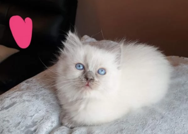 3 mesi gattini ragdoll cuccioli | Foto 3
