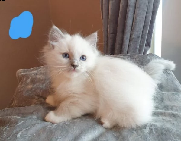 3 mesi gattini ragdoll cuccioli
