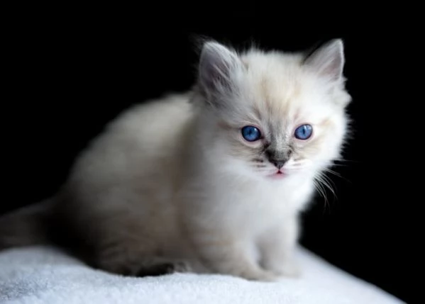 3 mesi gattini ragdoll cuccioli | Foto 1