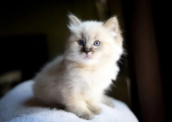 3 mesi gattini ragdoll cuccioli | Foto 0