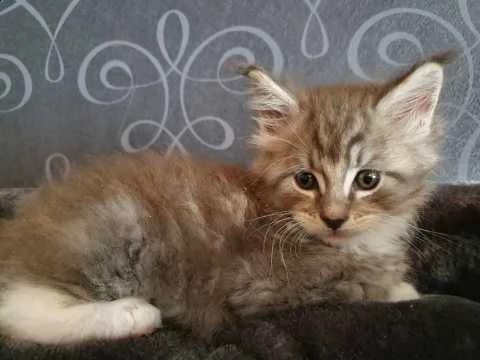 maine coon di 75 gg disponibili