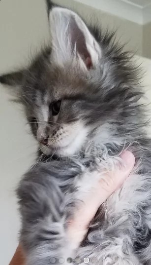 maine coon di 75 gg disponibili | Foto 0