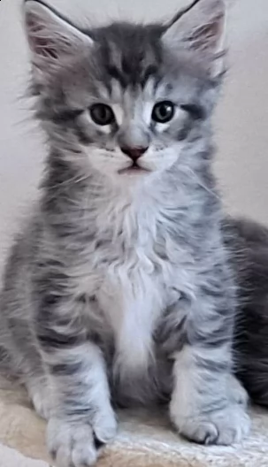maine coon gattini pronti