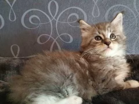 maine coon gattini pronti | Foto 0