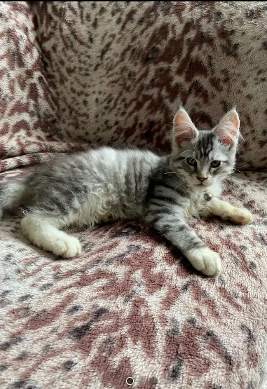 bellissimo di gattini maine coon