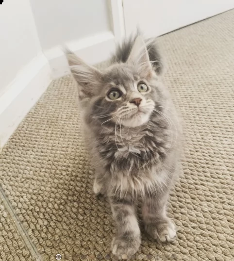 bellissimo di gattini maine coon | Foto 1