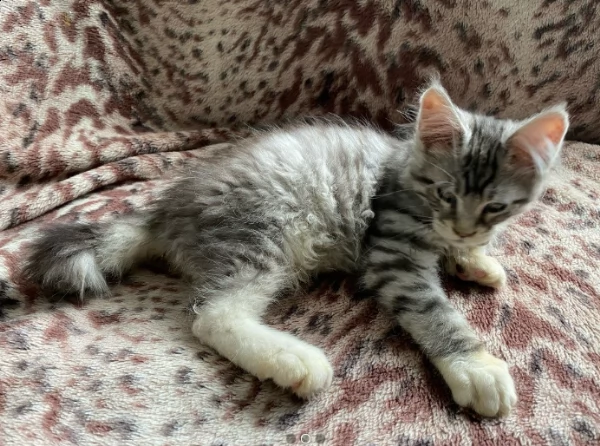 bellissimo di gattini maine coon | Foto 0