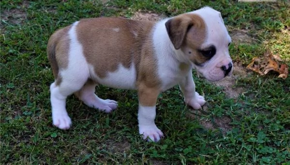 american pitbull terrier bellissimi | Foto 4